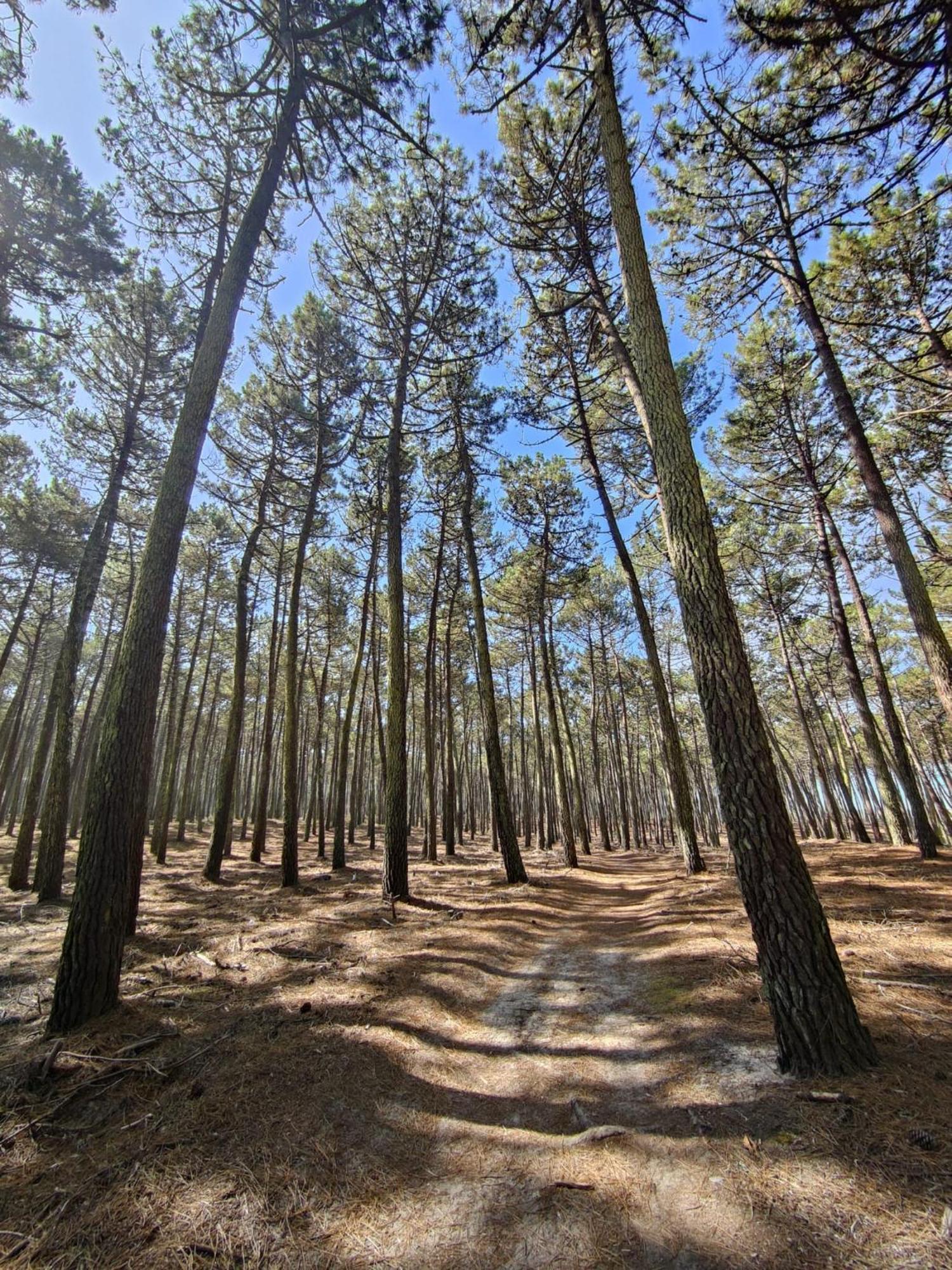 Cortegaça Casa Amarelaヴィラ エクステリア 写真